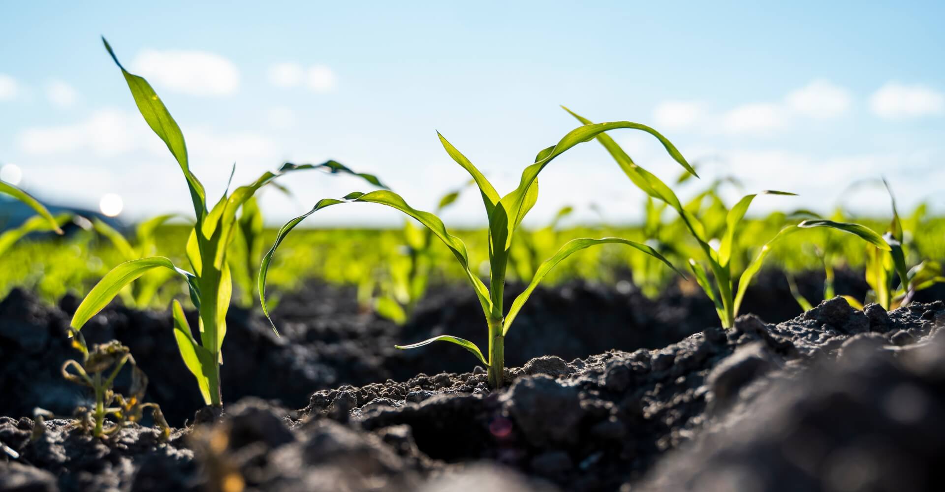 Mango farm land for sale in chennai