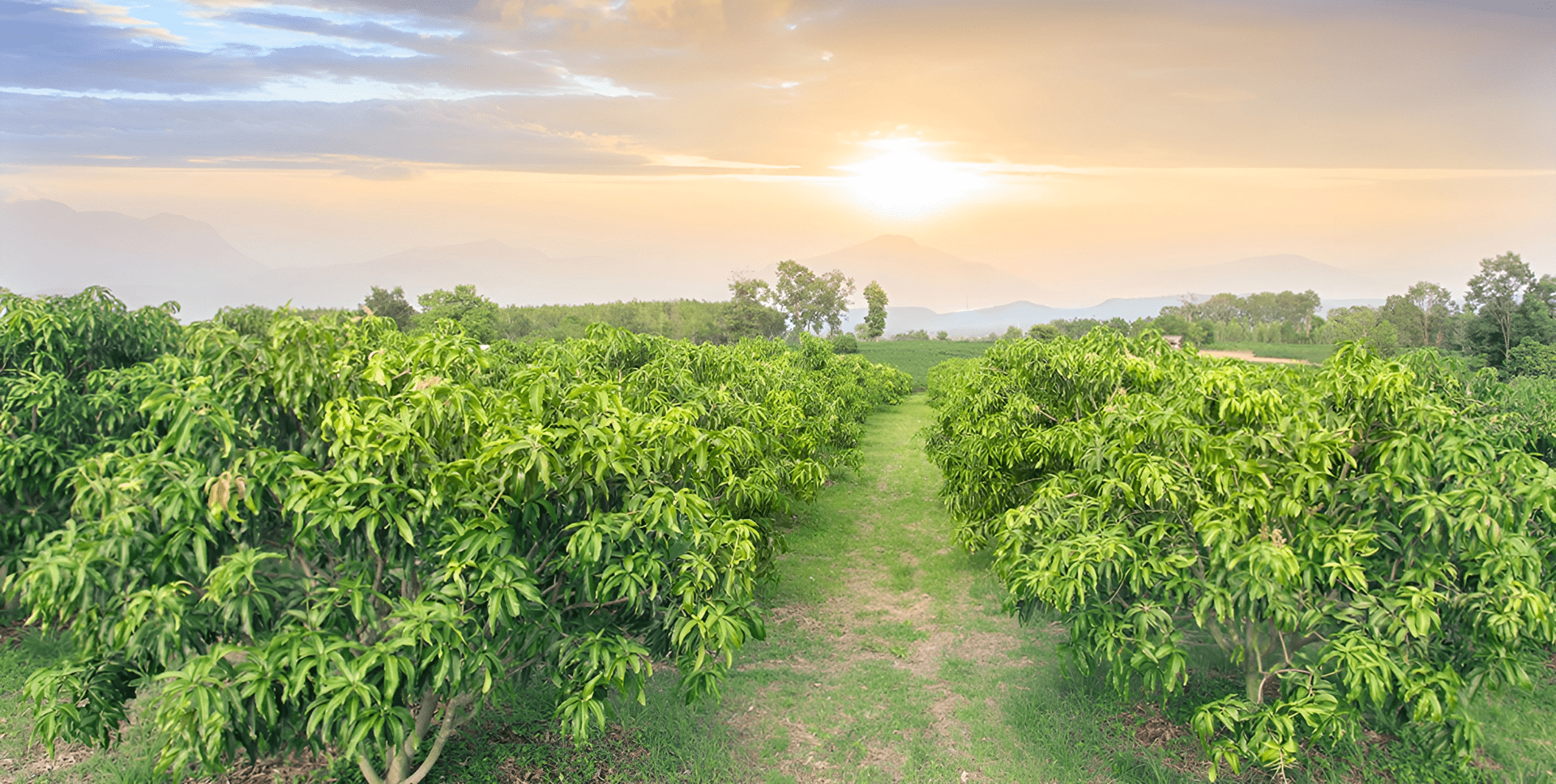 Mango farm land for sale in chennai