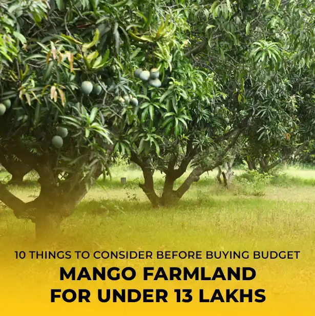 Mango Farmland