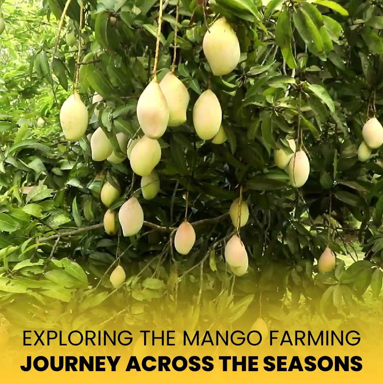 Tiruttani Mango Land for Sale Start Your Farming Journey