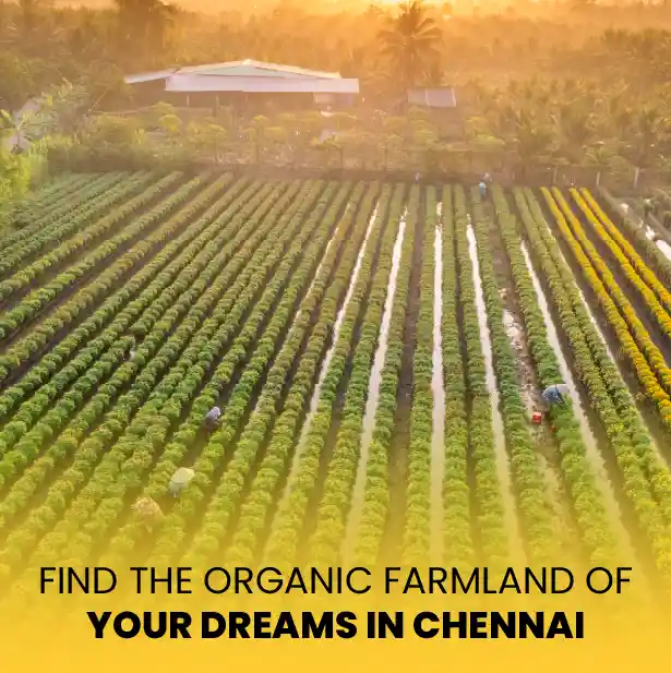 Organic farmland in Chennai