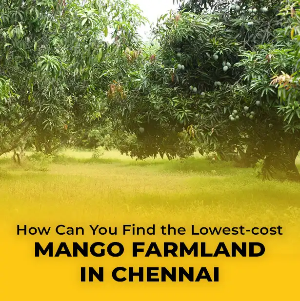 Lower cost Mango Farmland