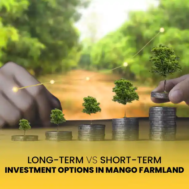 Mango FarmLand Chennai