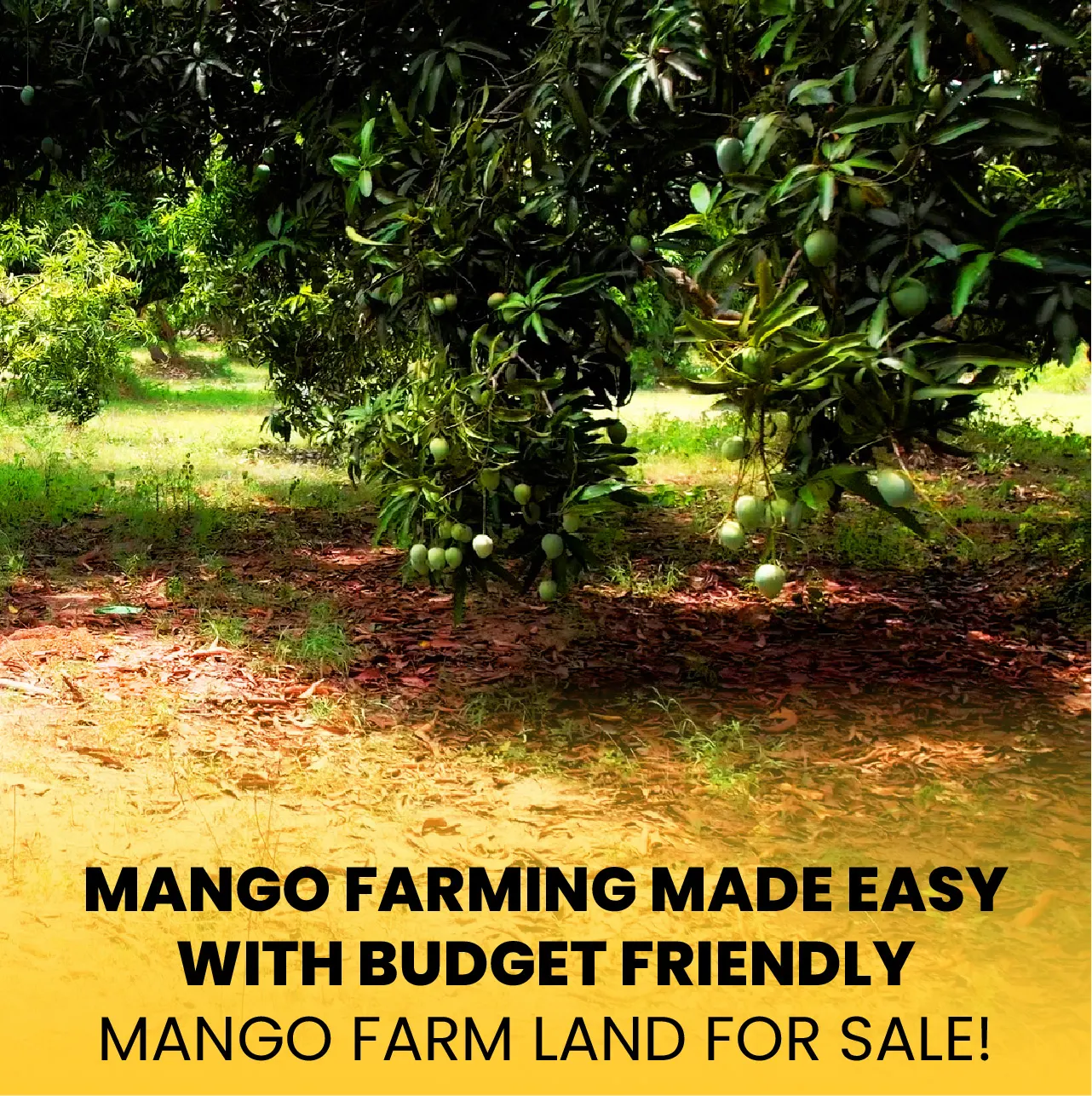 Mango Farming Made Easy with Budget Friendly for Sale