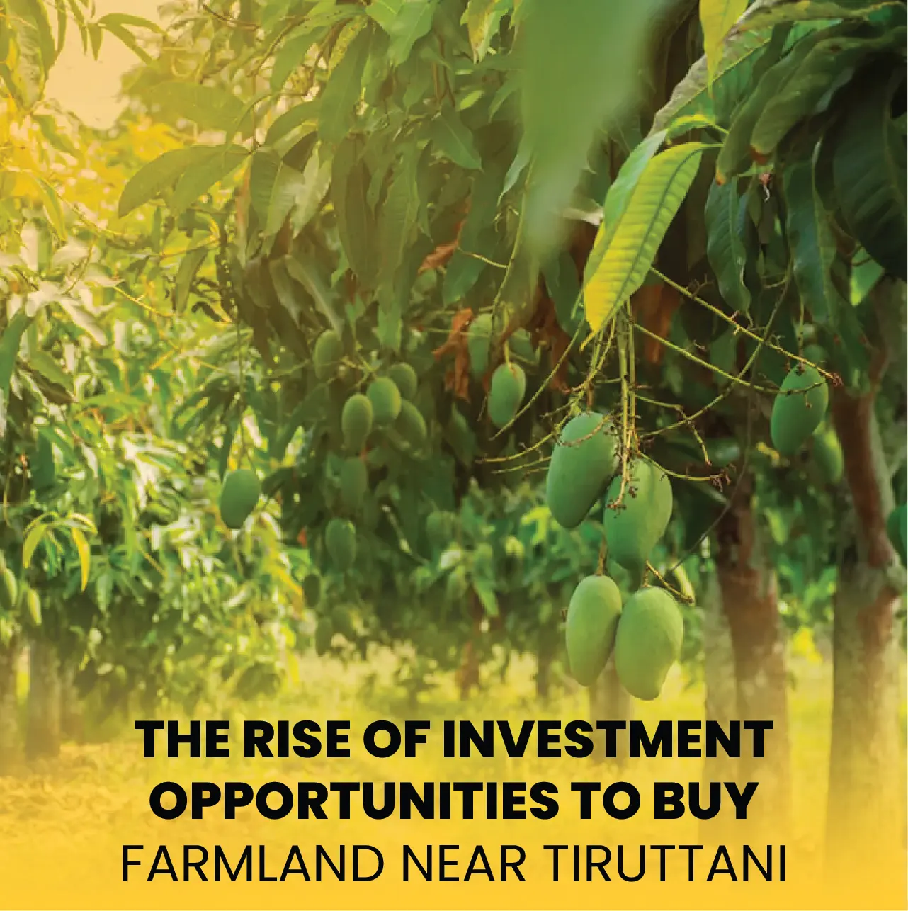 Tiruttani Mango Land for Sale Start Your Farming Journey