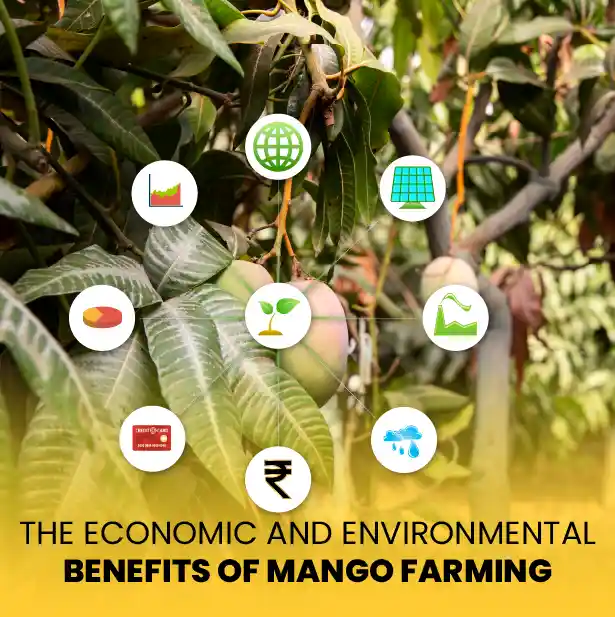 Mangofarming Chennai