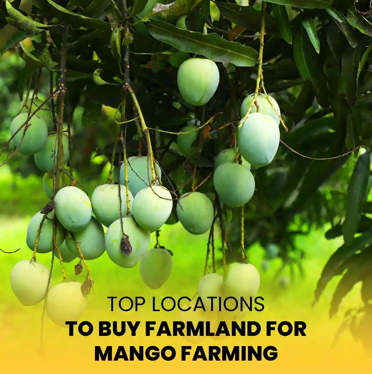 Top Locations to Buy Farmland for Mango Farming