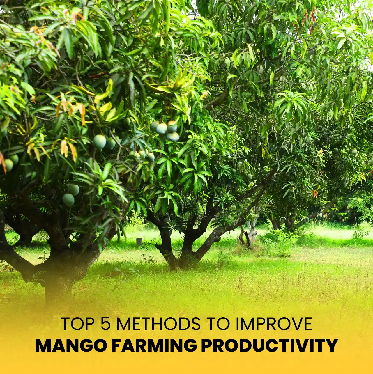 Top 5 Methods to Improve Mango Farming Productivity
