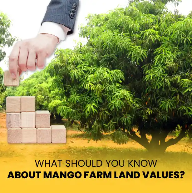 Mango Farm land for Sale