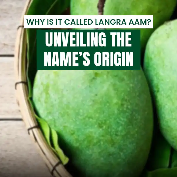 Why Is It Called Langra Aam? Unveiling the Name’s Origin?