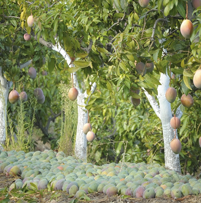 Mango farm land for sale in chennai