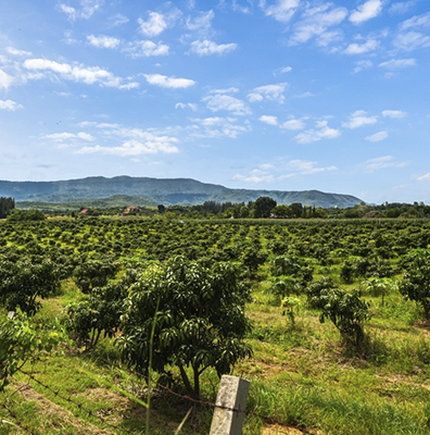 Mango farm land for sale in chennai