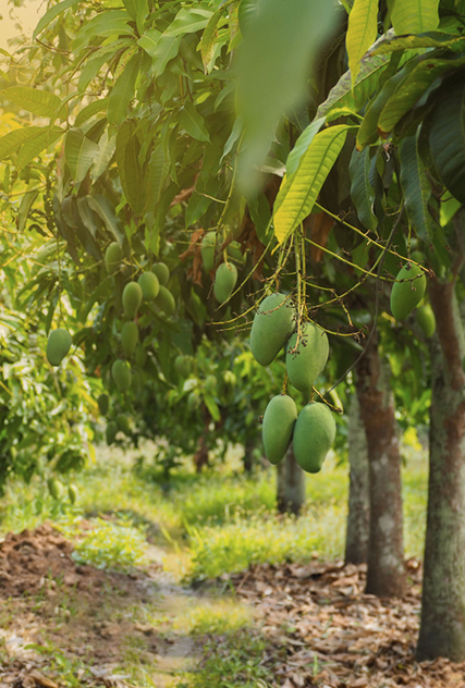 Mango Farmland