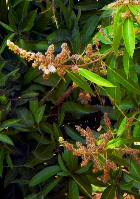 Mango farm land for sale in chennai