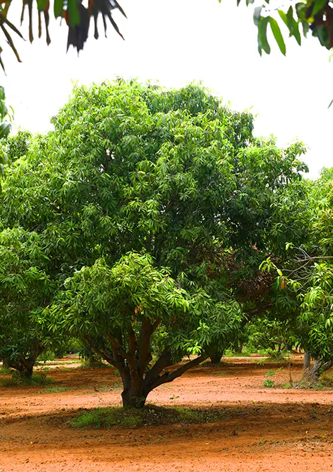 Mango farm land for sale in chennai