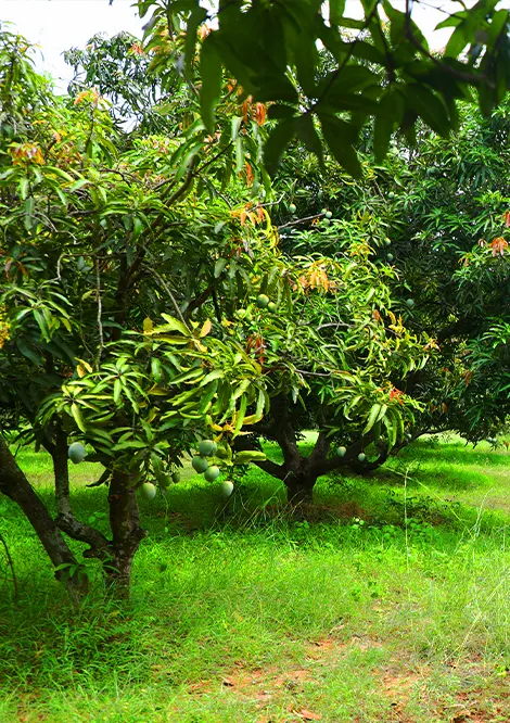 Mango farm land for sale in chennai