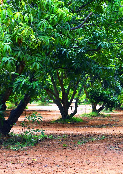 Mango farm land for sale in chennai