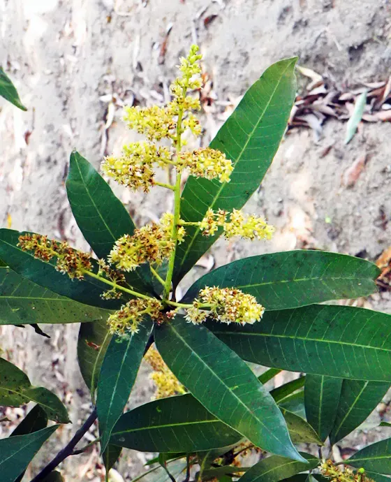 Mango Farm land for Sale