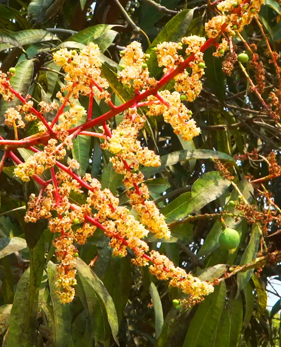 Mango farm land for sale in chennai