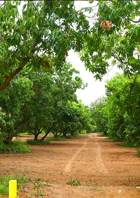 Mango farm land for sale in chennai