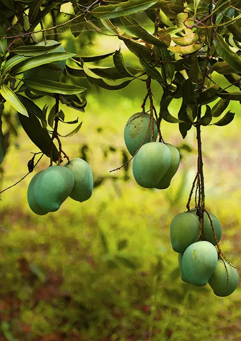 Mango farm land for sale in chennai