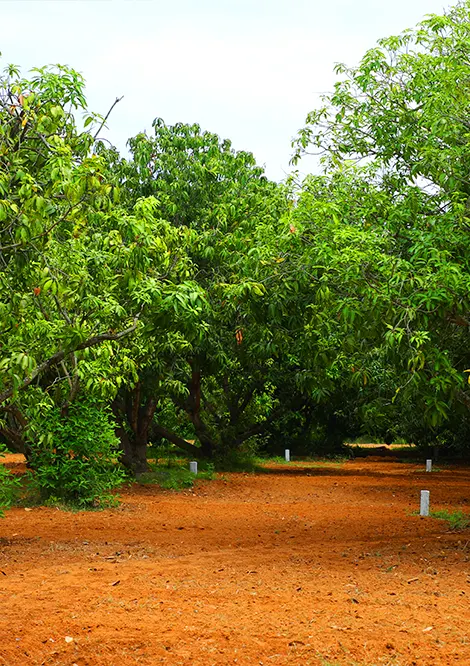 Mango Farm Land for Sale - M/S Holidays Mango Farms Chennai