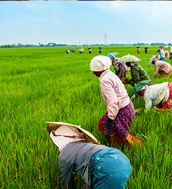 Agriculture Farm land for Sale