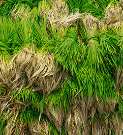 Agriculture Farm land for Sale