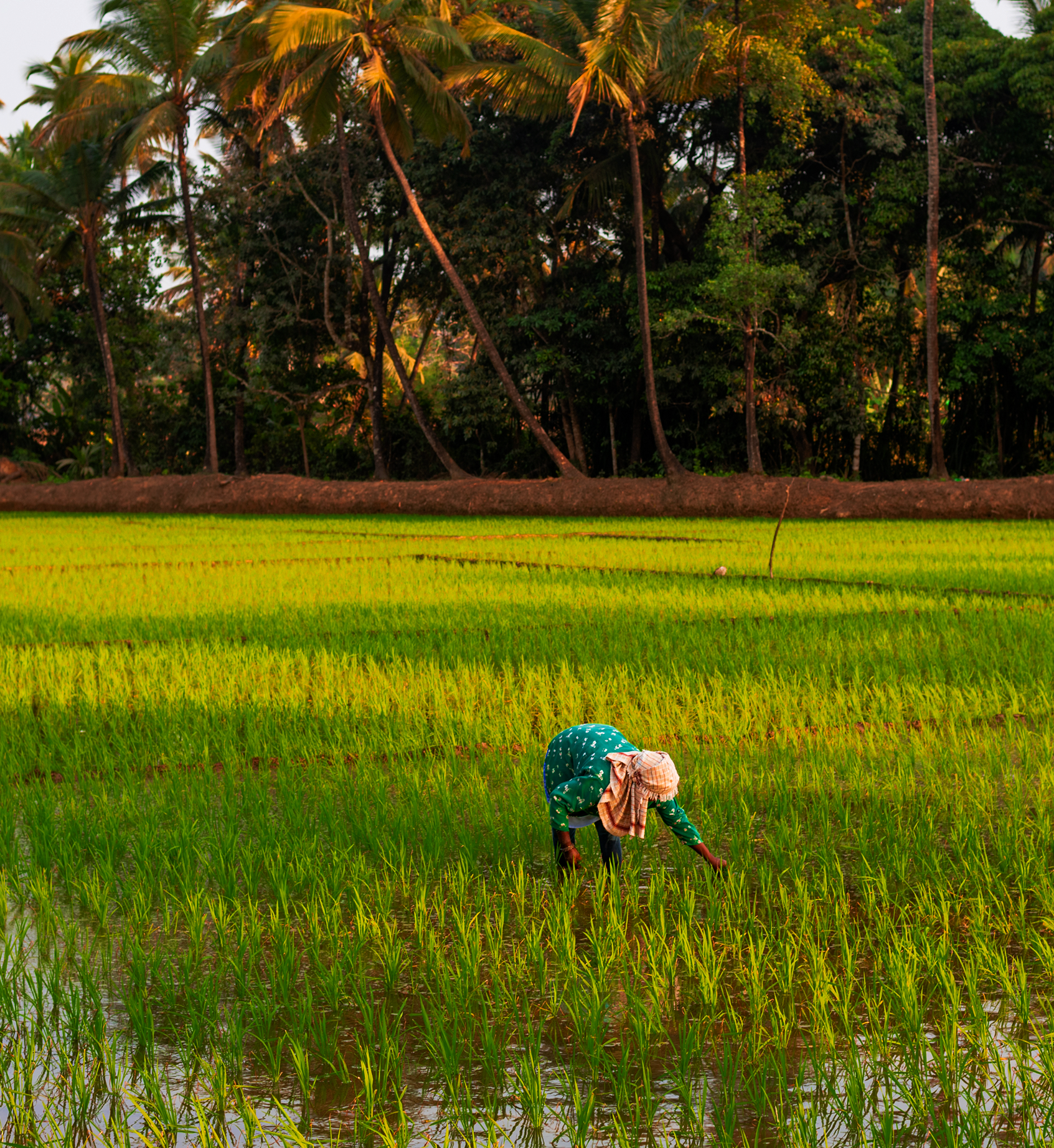 Agriculture Farm land for Sale