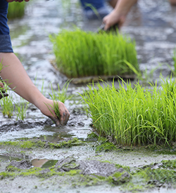 Agriculture Farm land for Sale