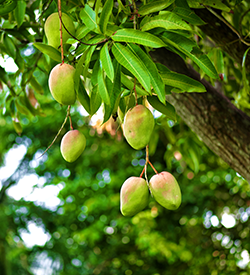 Mango Farm land for Sale