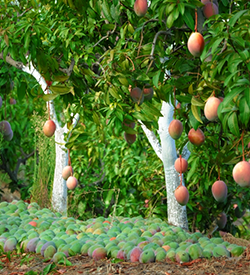 Mango Farm Land for Sale - M/S Holidays Mango Farms Chennai