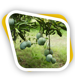 Mango Farms Tirutani