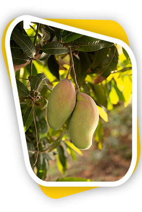 Mango Farms Tirutani