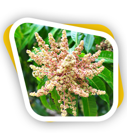 Mango Farms Tirutani